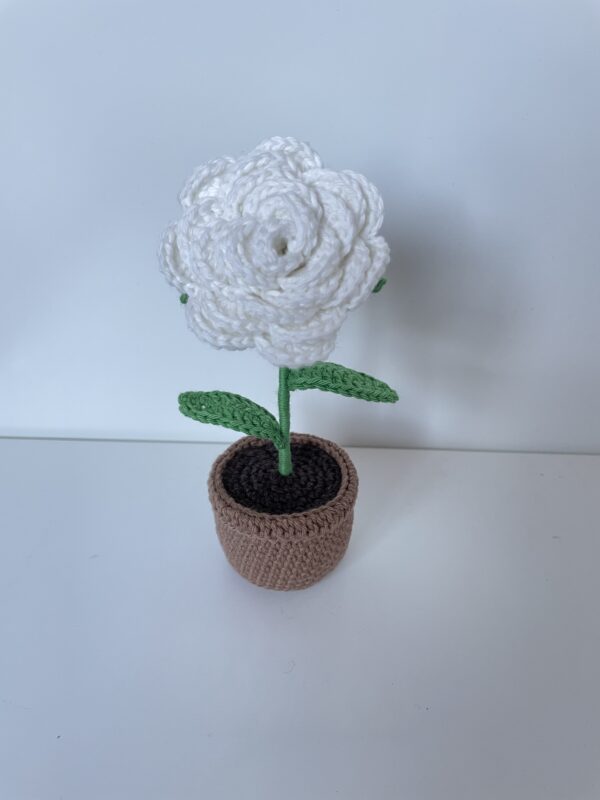 Rose – Image 7