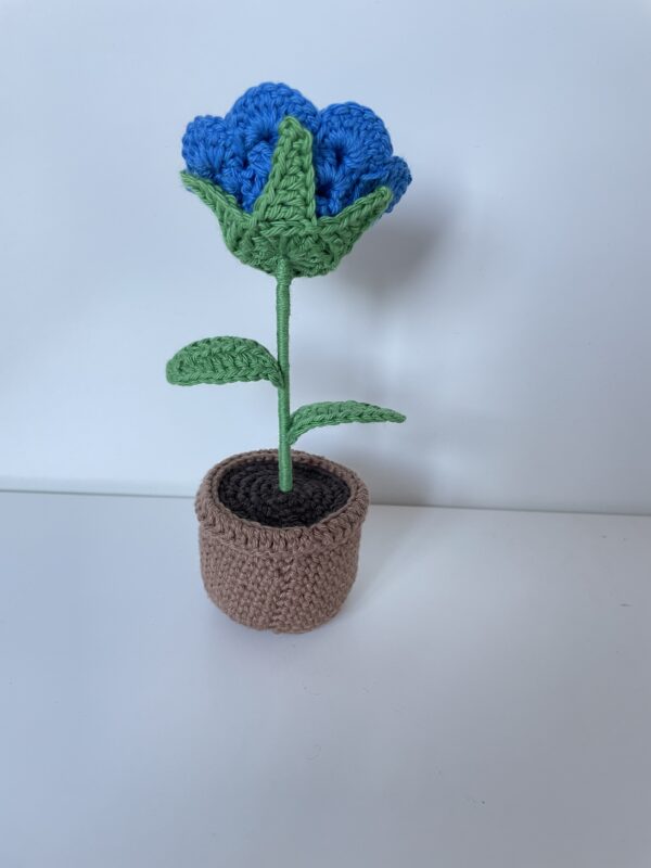 Rose – Image 6