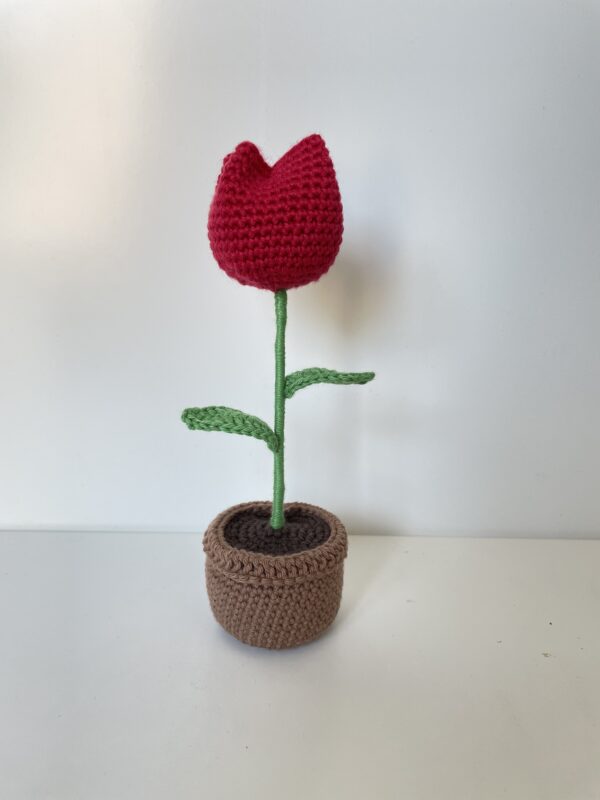 Tulipe