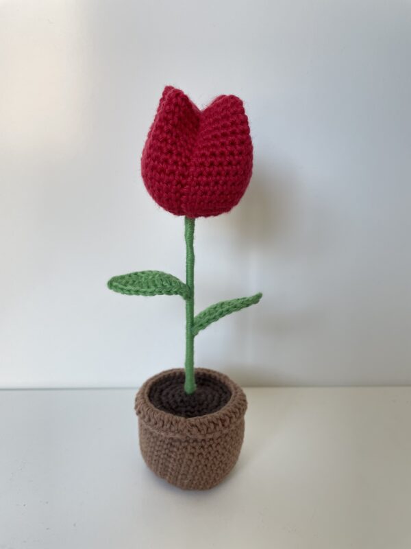 Tulipe – Image 2