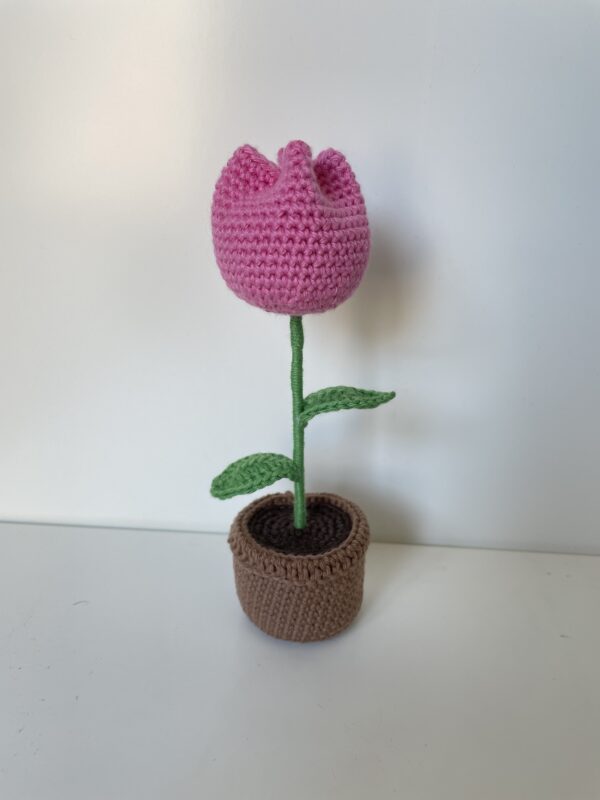 Tulipe – Image 5