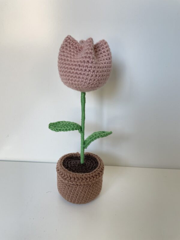 Tulipe – Image 7