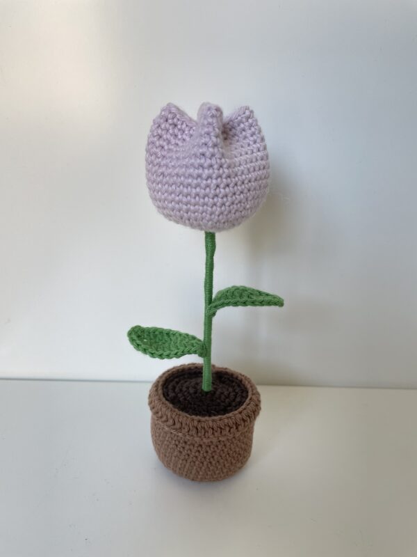 Tulipe en pot – Image 13
