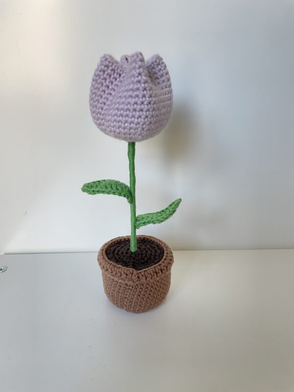 Tulipe en pot – Image 14