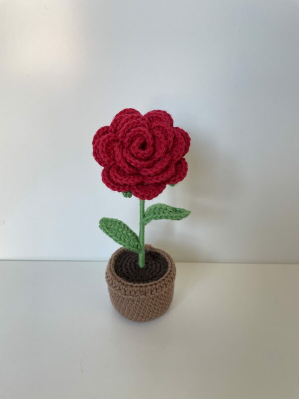 Rose – Image 3