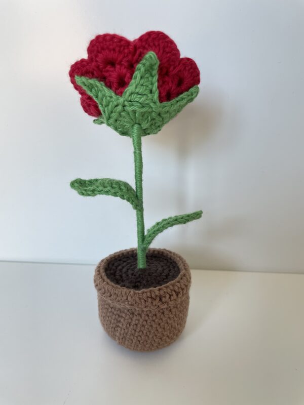 Rose – Image 4