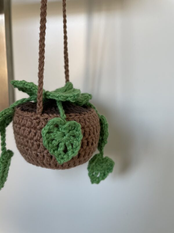 Monstera suspendue – Image 2