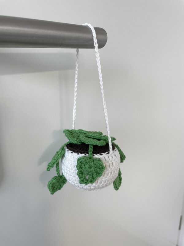 Monstera suspendue – Image 4
