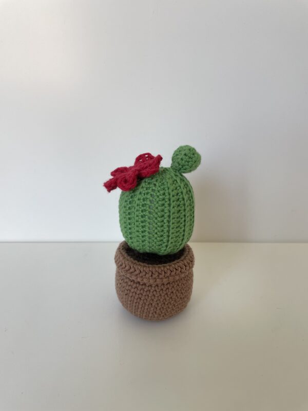 Cactus Josiane