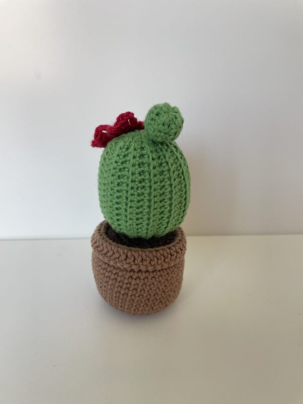 Cactus Josiane – Image 4