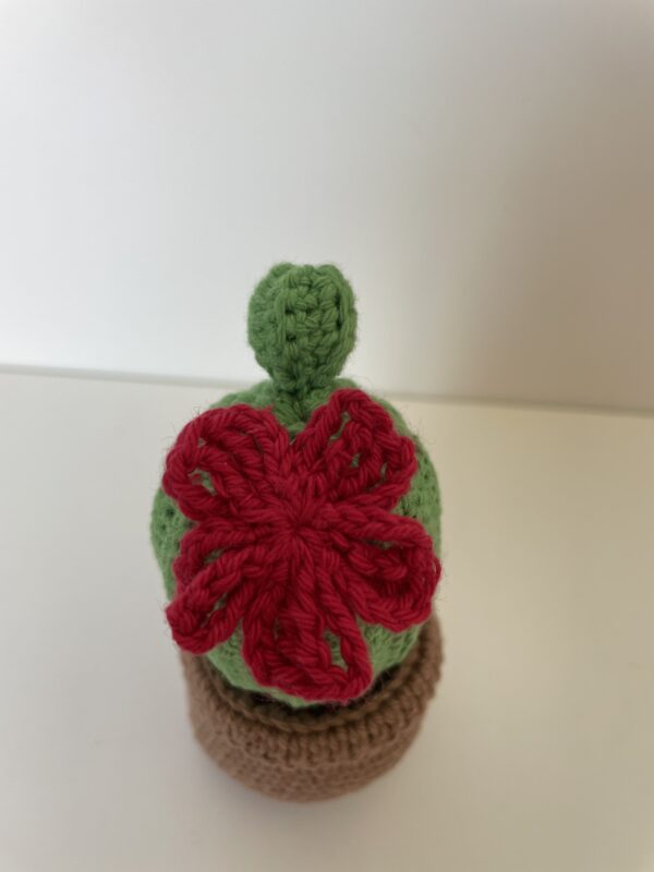 Cactus Josiane – Image 2