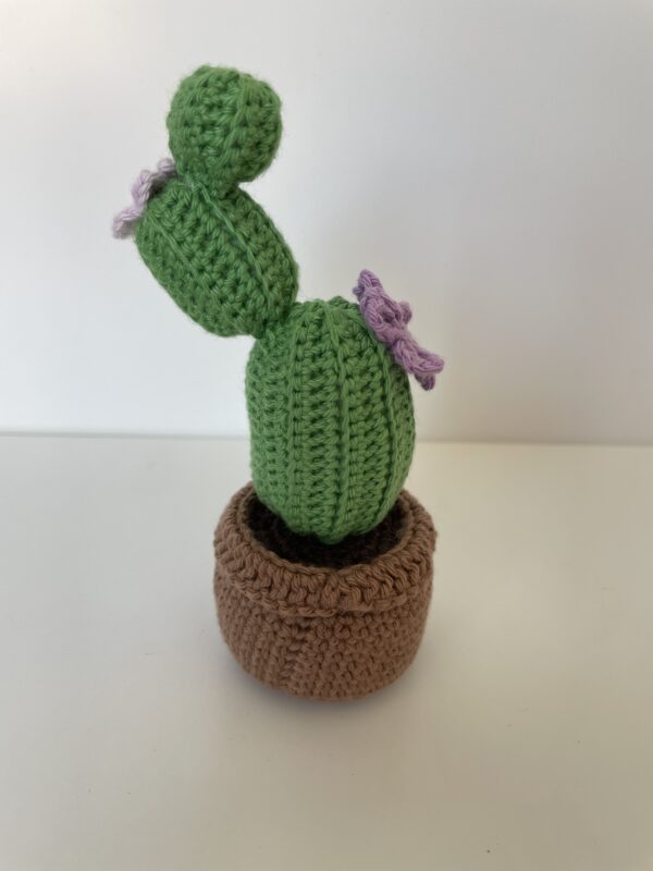 Cactus – Image 2