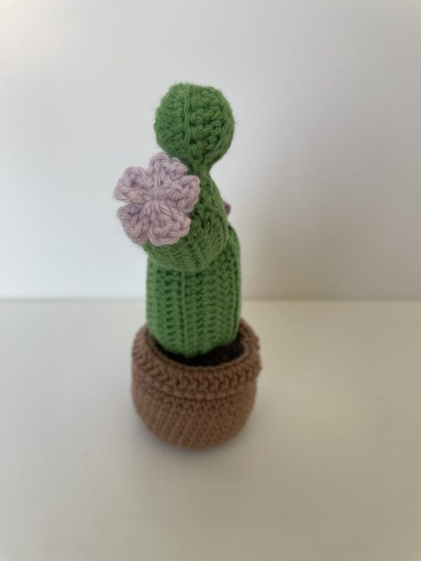 Cactus – Image 5