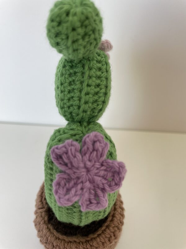 Cactus – Image 3