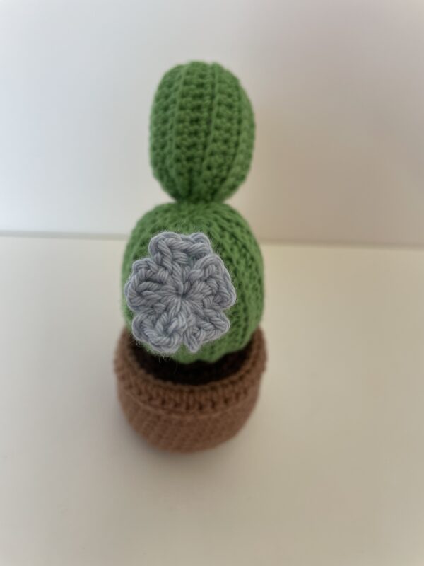 Cactus – Image 2