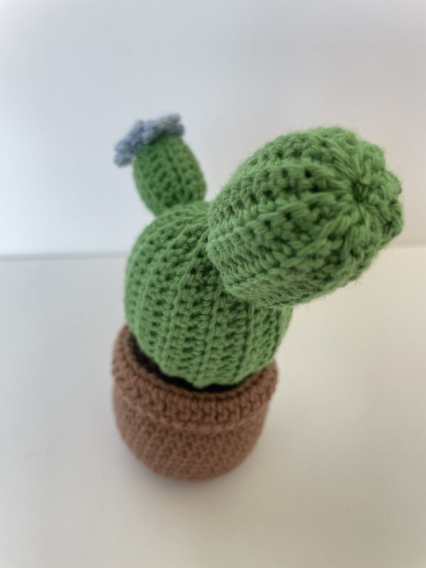 Cactus – Image 3
