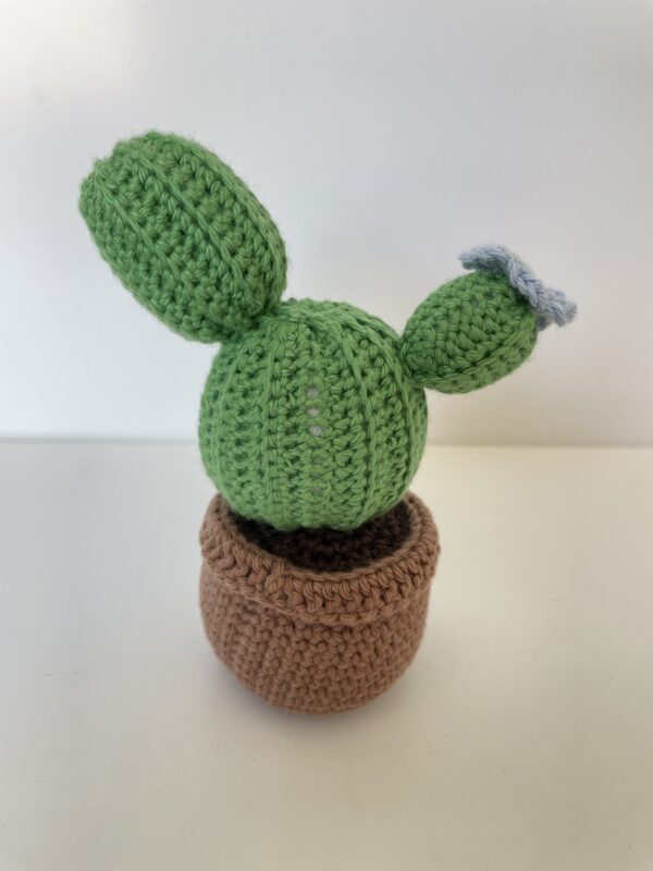 Cactus – Image 4