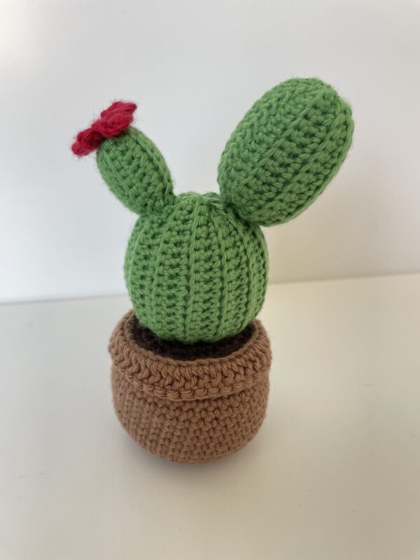 Cactus – Image 5
