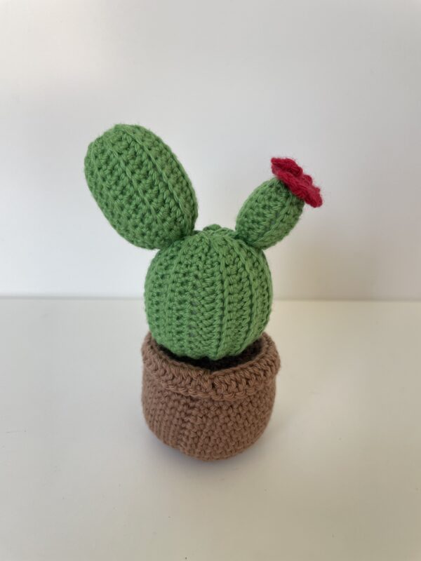 Cactus – Image 9