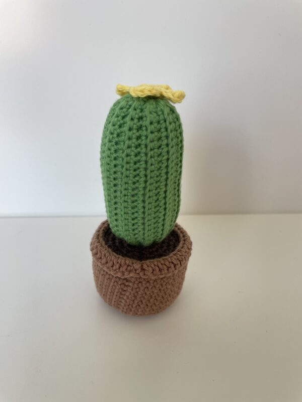 Cactus – Image 6