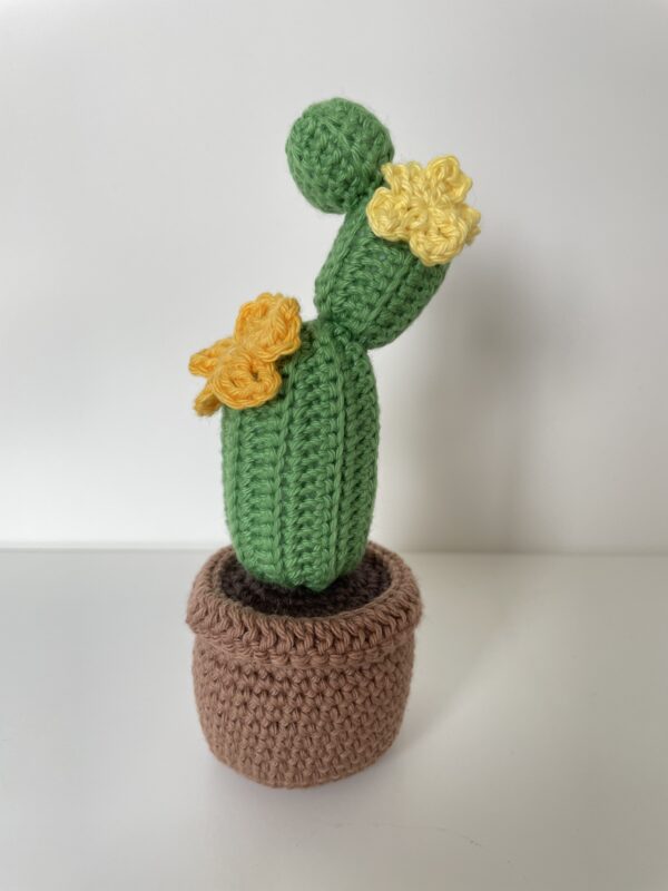 Cactus Gérard