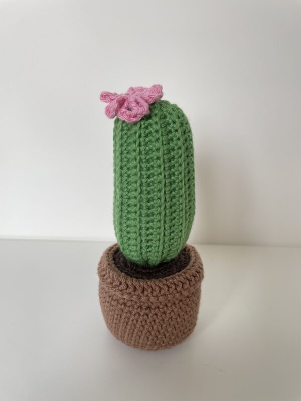 Cactus Simone – Image 7