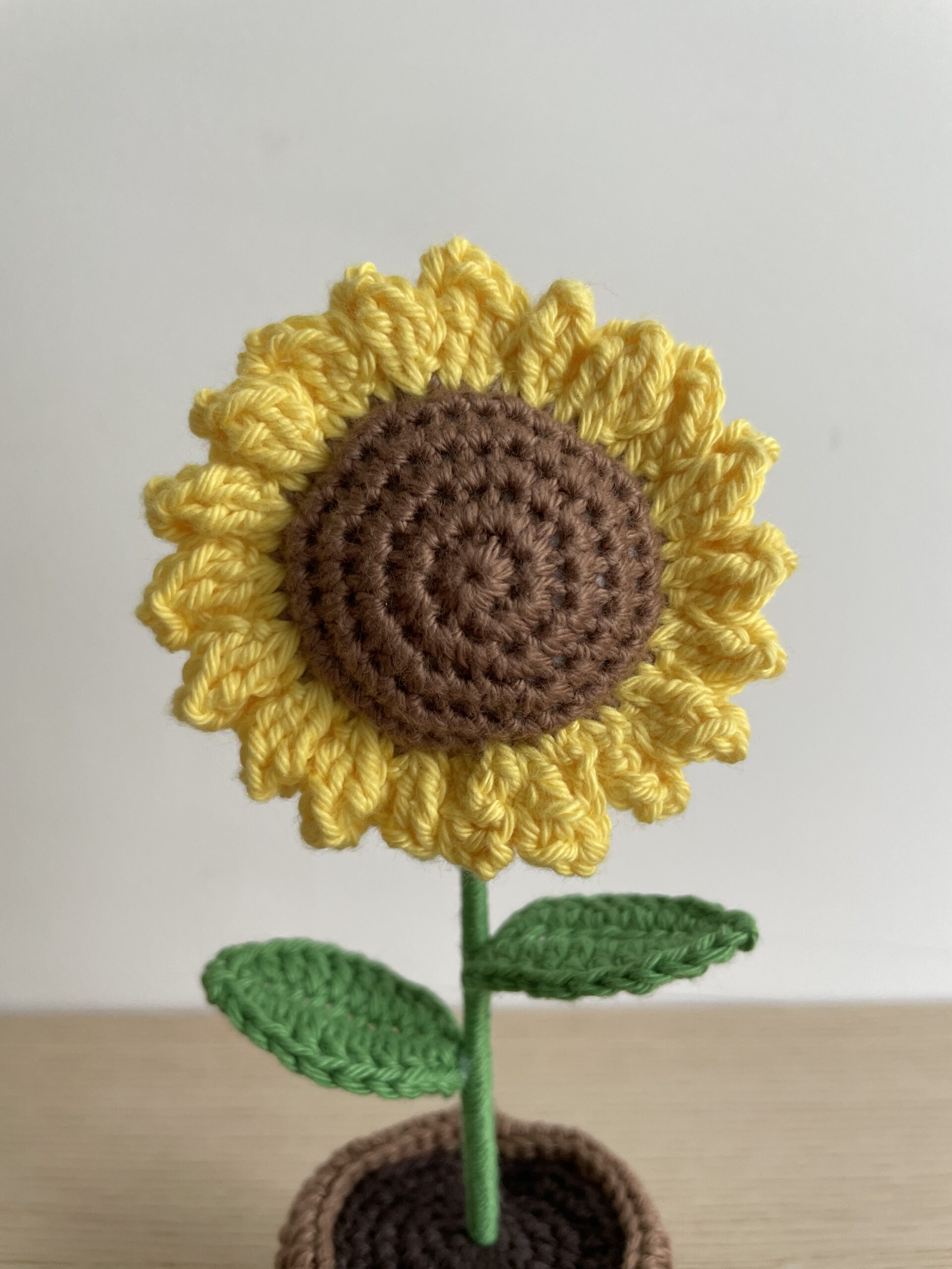 Tournesol en pot - Image 5