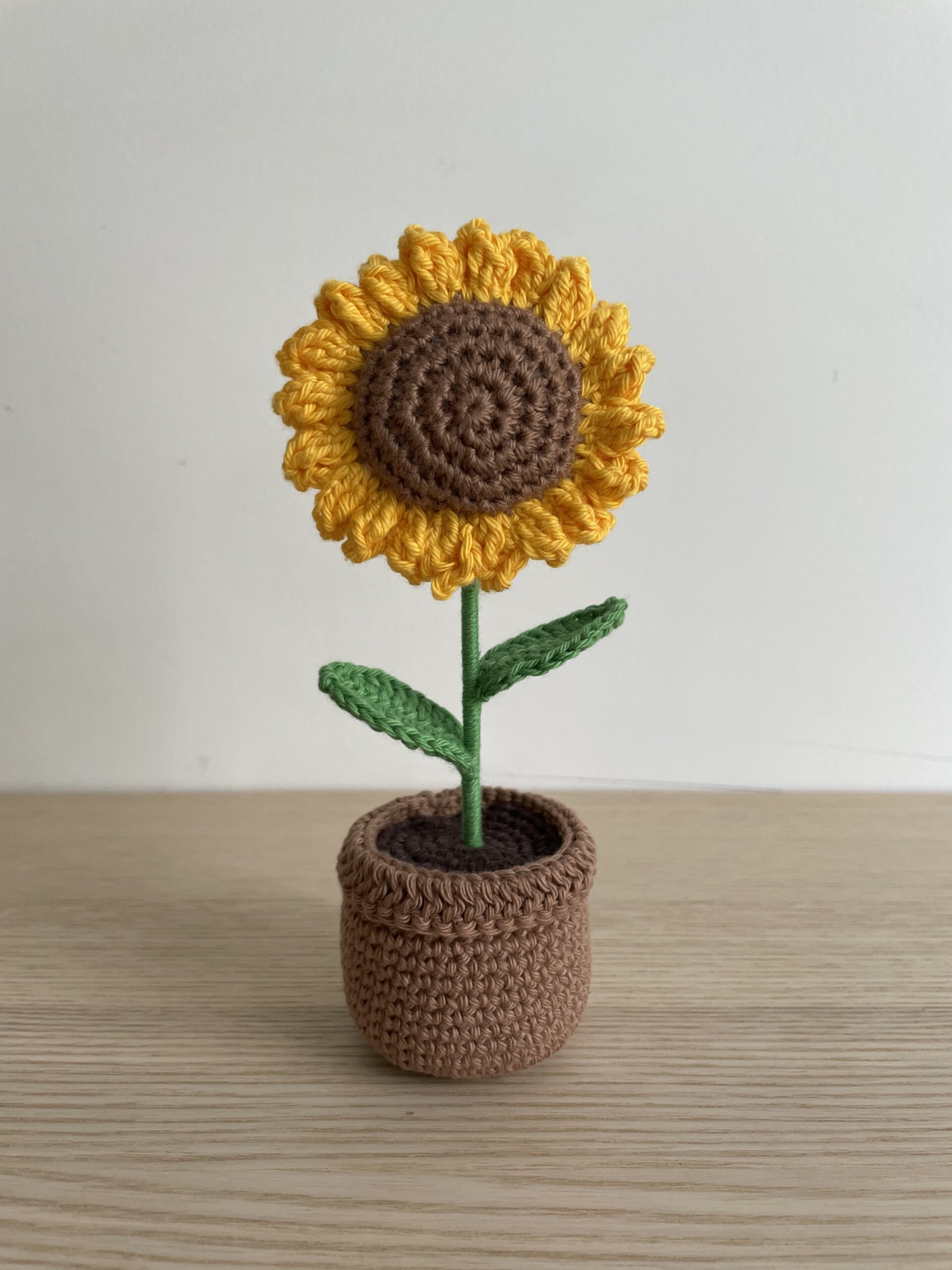 Tournesol en pot