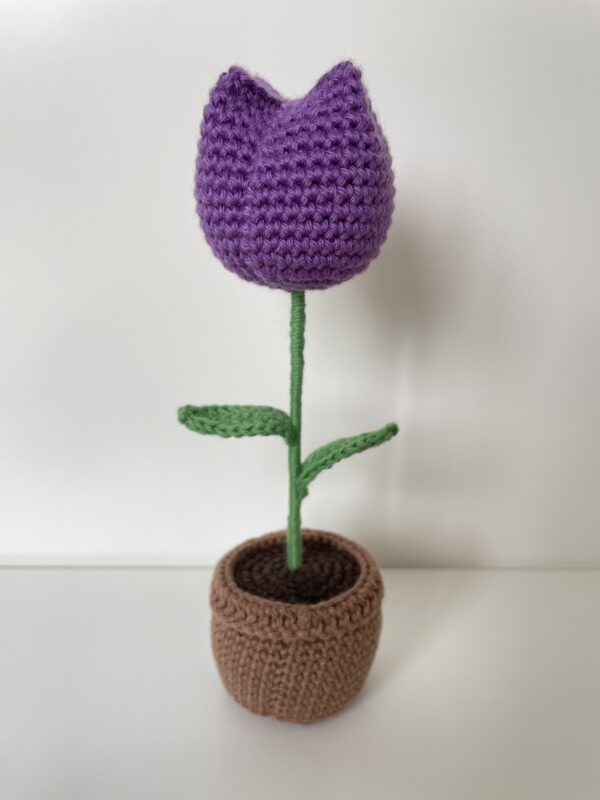 Tulipe en pot – Image 12