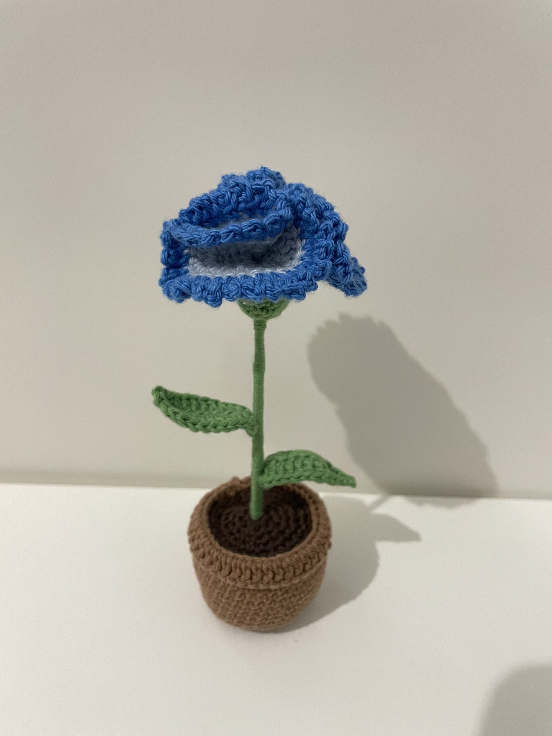 Oeillet en pot – Image 3