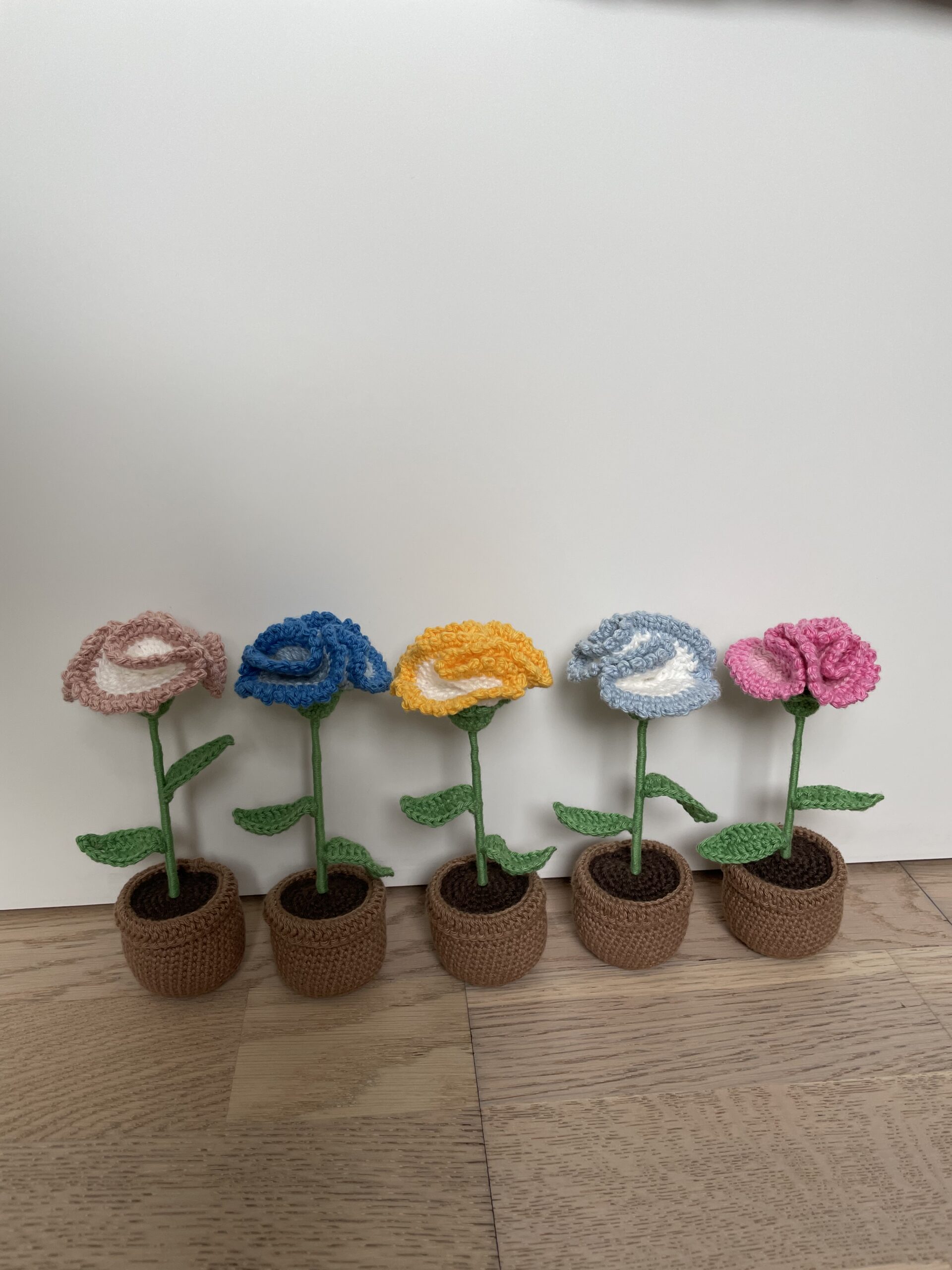 Oeillet en pot – Image 4