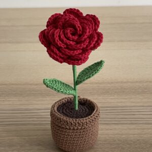 Rose en pot