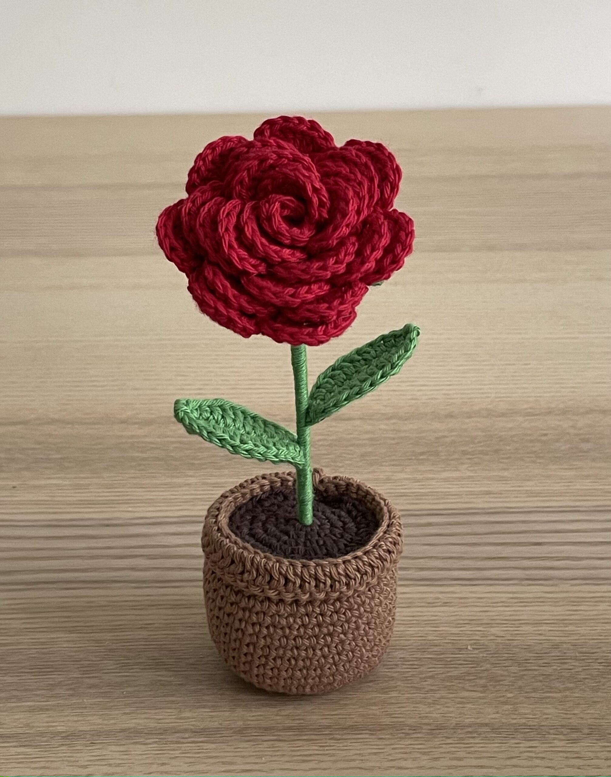 Rose en pot